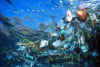 plastique mer2.jpg (42442 octets)